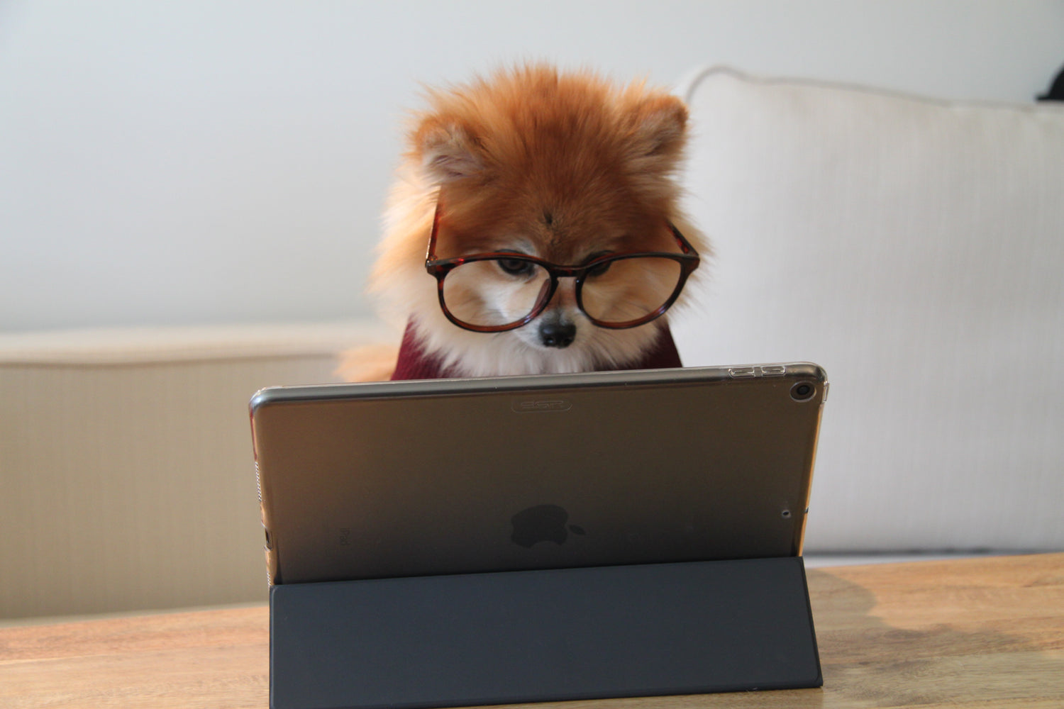 pomeranian dog wearing glasses sitting at iPad