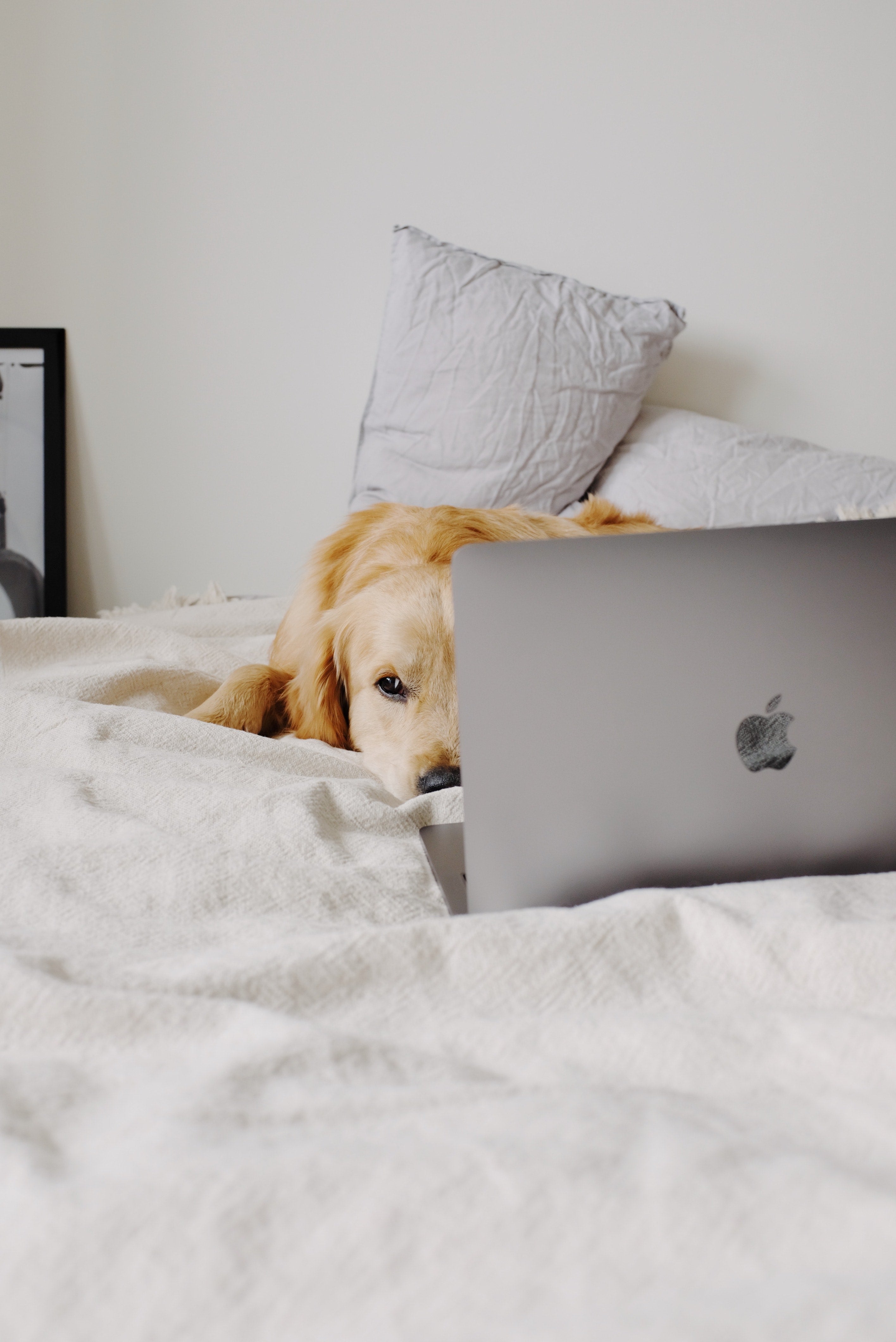 dog sitting on the bed with a laptop
